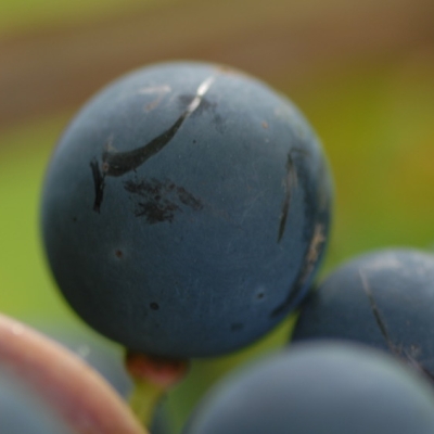 Pinotin ANT 0473